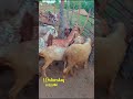 goats farming in pakistan | goat farming goats in pakistan #farming #goatfarming #beautifullgoats