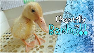 O Primeiro banho do Marrequinho Chantilly!