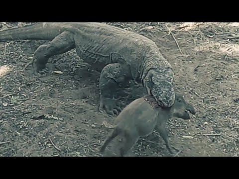 Komodo dragons prey on piglets