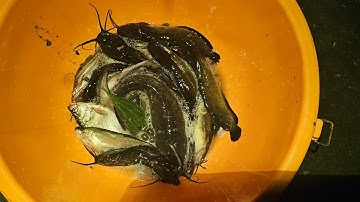 Câu cá trê vàng Tân Phước Tiền Giang tập 4