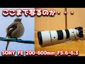 実写サンプルあり SONY FE 200-600mm F5.6-6.3 G OSS SEL200600G レビュー！後編　Review！　ソニー超望遠レンズコスパ最強の噂はほんとうなのか？