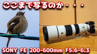 実写サンプルあり  SONY FE 200-600mm F5.6-6.3 G OSS SEL200600G レビュー！後編　Review！　ソニー超望遠レンズコスパ最強の噂はほんとうなのか？