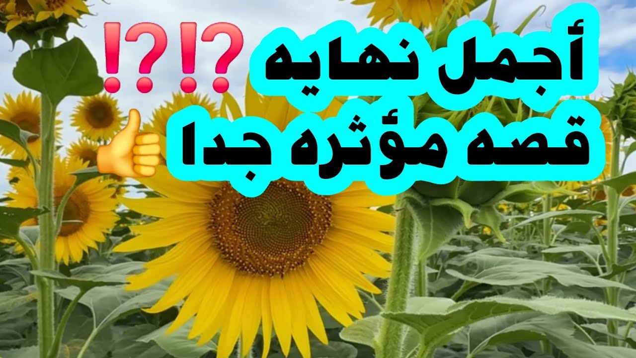 أجمل نهايه ⁉️⁉️⁉️ قصه مؤثره جدا 👍👍👍