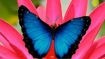 maya butterfly animation