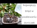 Największy błąd w podlewaniu doniczek