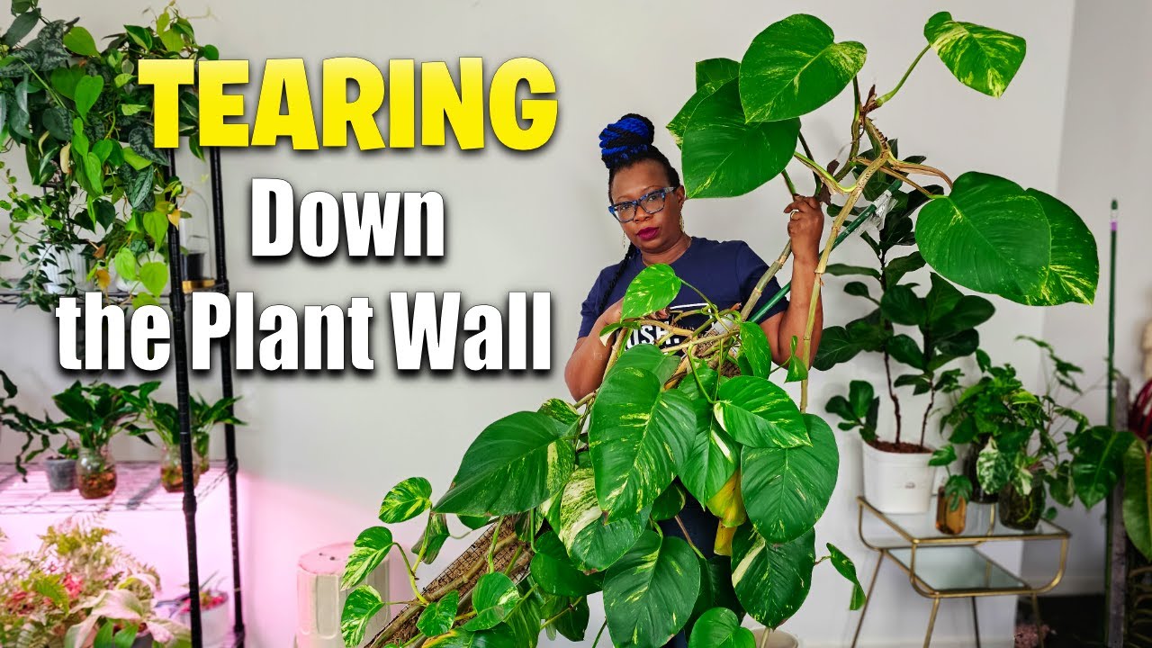 My Neglected Plant Wall Had To Go - YouTube