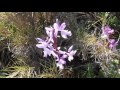 Orqudea macho orchis mascula quizs subsp olbiensis wwwriomoroscom