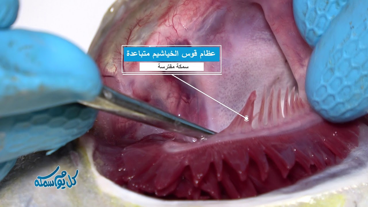 البرنامج البيئي التوعوي كل يوم سمكة حلقة الربيب الحلقة الثامنة عشر