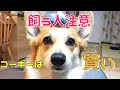 コーギーって賢い！反省して見せるあざと可愛さも兼ね備えている！これから飼う人はいろんな意味で要注意！