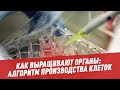 Как выращивают органы: алгоритм производства клеток