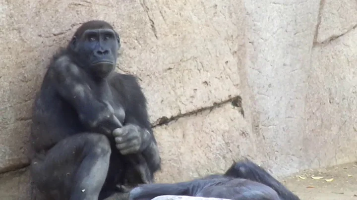 Gorilla Winston Family ゴリラ　ウィンストン家族の午後　033019　サンディエゴサファリパーク