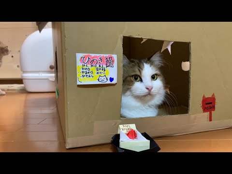 秀吉、3歳の誕生日パーティーを楽しむ猫