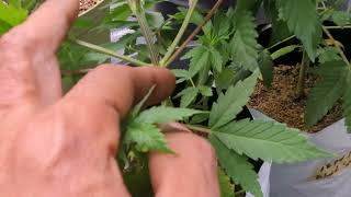 garden update 11/20/23