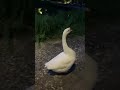 #funnyshorts #funny #funnyvideo #animals #cats #catshorts #dogs #birds