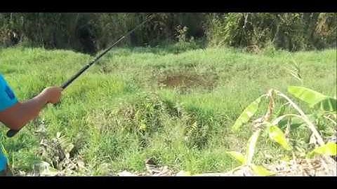 CÂU CÁ RÔ KHỦNG RỪNG U MINH HẠ CÀ MAU