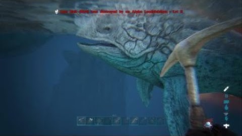 First encounter with an Alpha Leedsichthys
