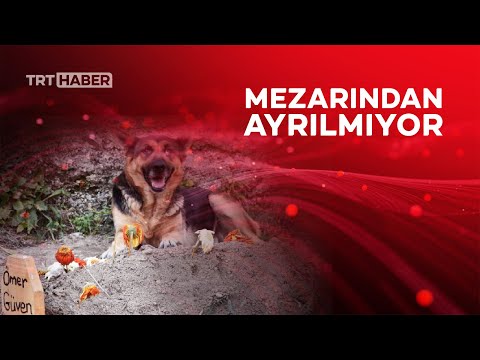 Vefalı köpek ölen sahibinin mezarı başından bir an olsun ayrılmıyor