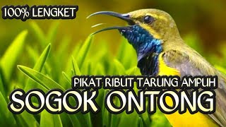 PIKAT SOGOK ONTONG RIBUT TARUNG PALING AMPUH DAN AUTO LENGKET