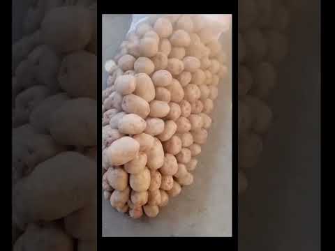 اسعار سوق جملة ٦ اكتوبر البيع من اول ٥ كيلو كفايه بقي جشع التجار الاسعار النص بالنص