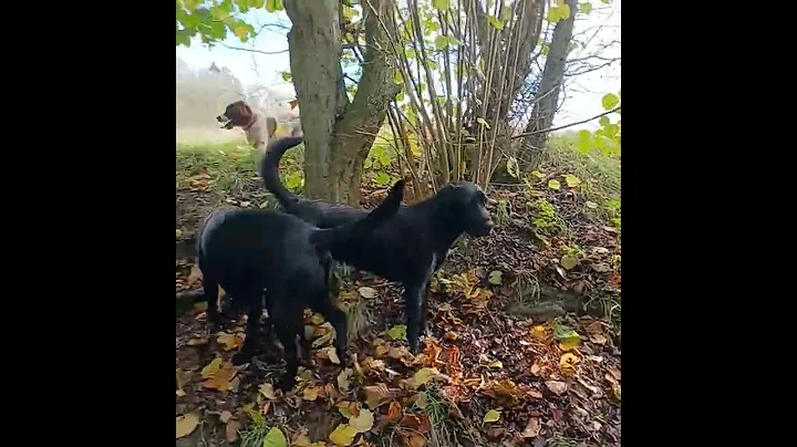 Happy Hounds