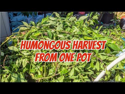 Humongous  Longevity spinach harvest from one 1 gallon pot