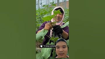 cách chăm sóc dưa chuột đạt năng suất cao #garden