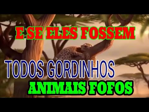 E SE TODOS ANIMAIS FOSSEM GORDINHOS E FOFOS