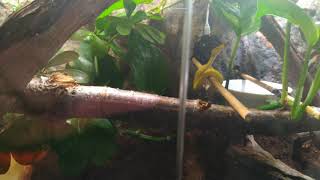 Ozzy morelia viridis baby green tree python bioactive enclosure paludarium
