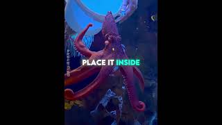 this diver took an octopus home 🐙🩵 #usa