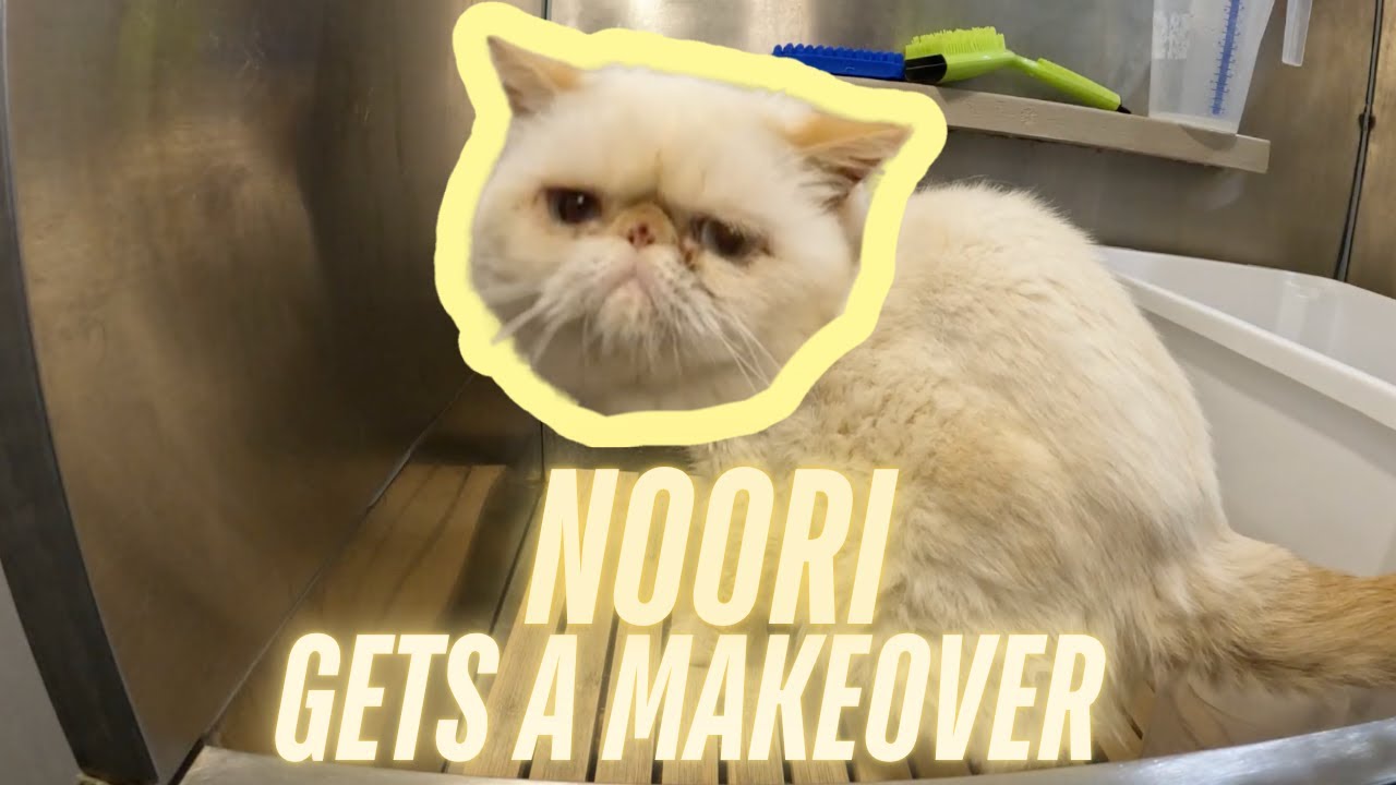 How to Groom Persian Cat Video: Ultimate Guide for Perfect Coat