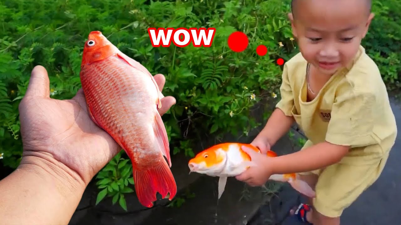 Em ổi tìm đuổi bắt được nhiều cá vàng kì lạ đang tập bơi #concá #cávàng ...