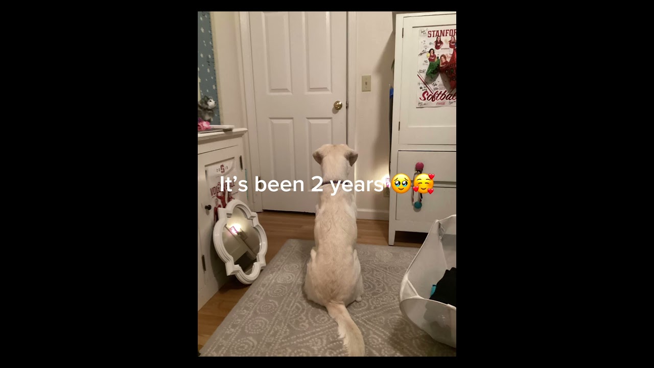 We've had her for 2 years now. Happy Adoptaversary