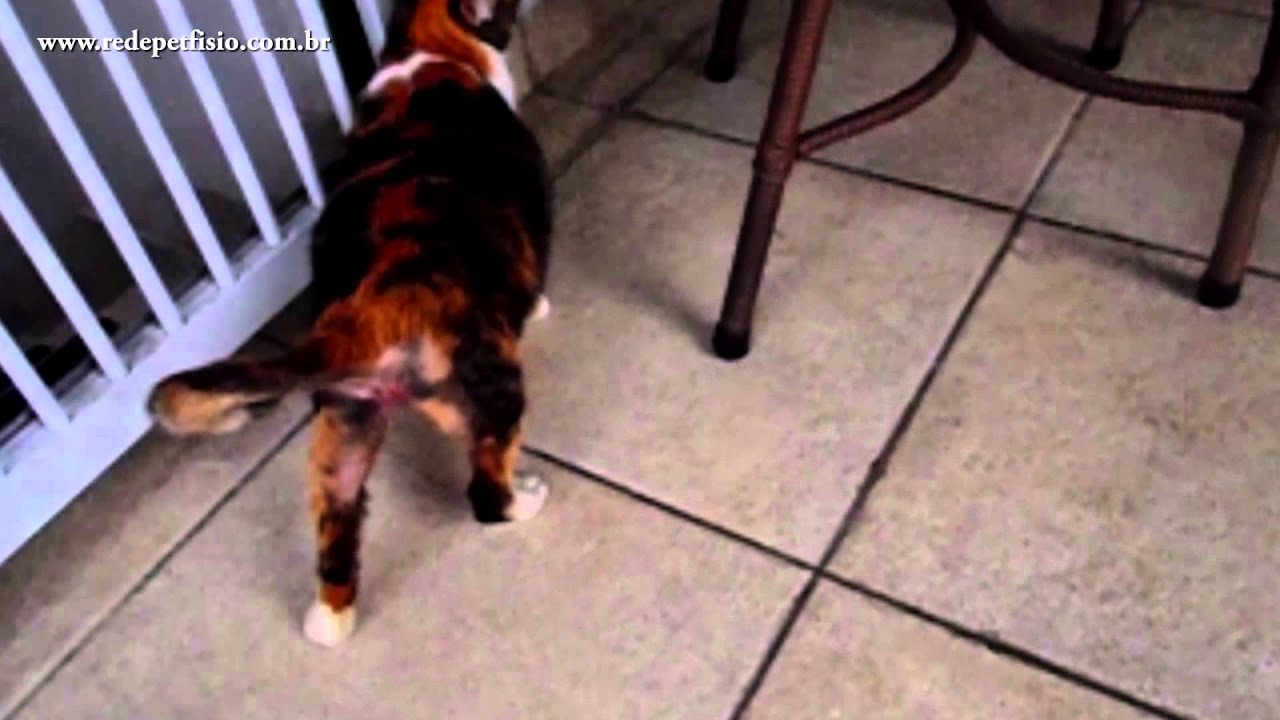 Rede PetFisio - Caso Chinin veterinária em inglês