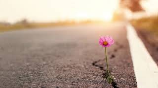 The Vibrant Mind - My Hope