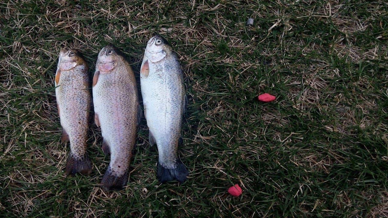 Trout fishing with strawberry flavored dough YouTube