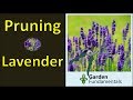 Lavender To Prune How Plant
