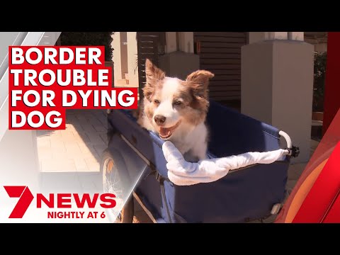 NSW resident paying double rent to ensure her dying dog can receive treatment in Queensland | 7NEWS