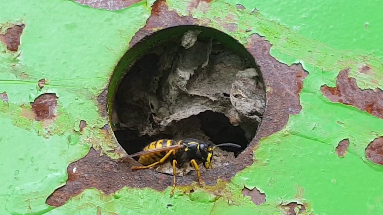 Wespen Nest YouTube Wespen Nest YouTube
