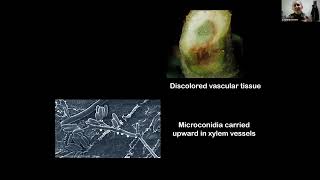 Fusarium wilt and other soilborne pathogens: Management for organic growers