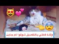 ولادة قطتي الملكة كامله من البداية الى اليوم الثاني 😻💕 / Mohamed Vlog