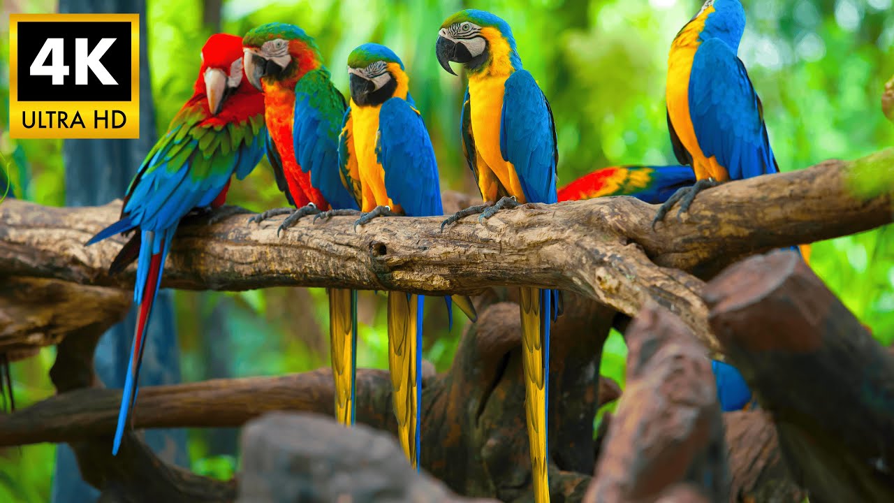 Sun Conure and Macaw 4K HDR 🦜 Colorful Parrots (Ultra HD) - YouTube