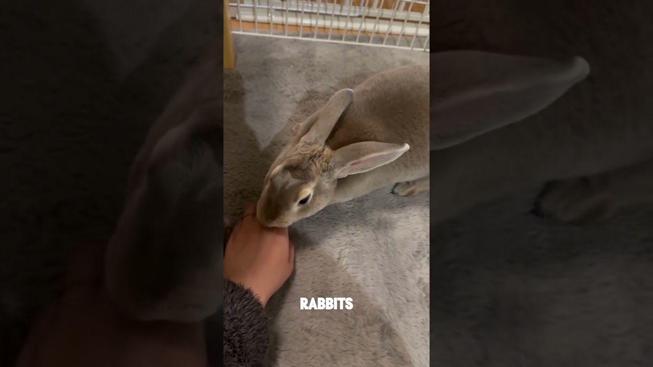 Bunny facts #petvideos #animalshorts  #bunny #animalfacts #educational #cute #cutebunny