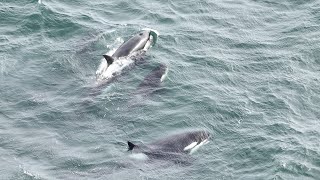 Orca Pod Swims past Cypress Island