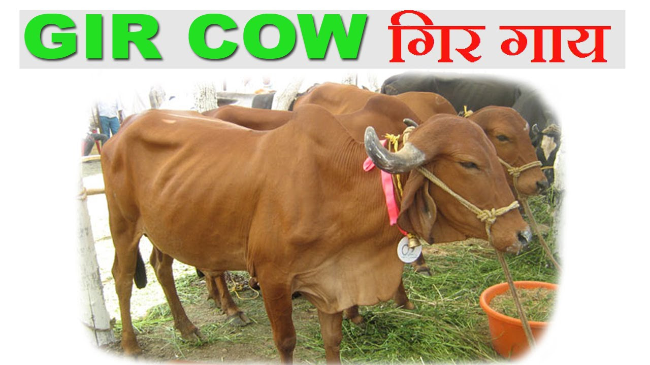 Gir Cow  Benefits of Gir Cow over other Cows      