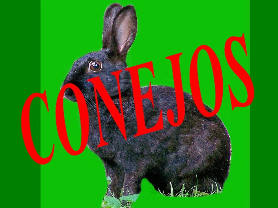 CONEJOS (Conejo europeo) Lepóridos