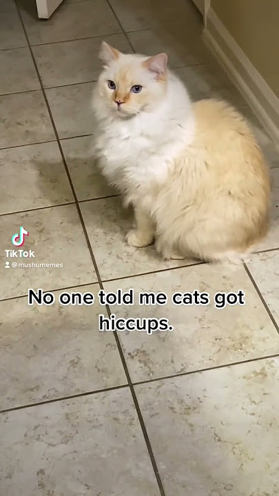 Cat vs hiccups