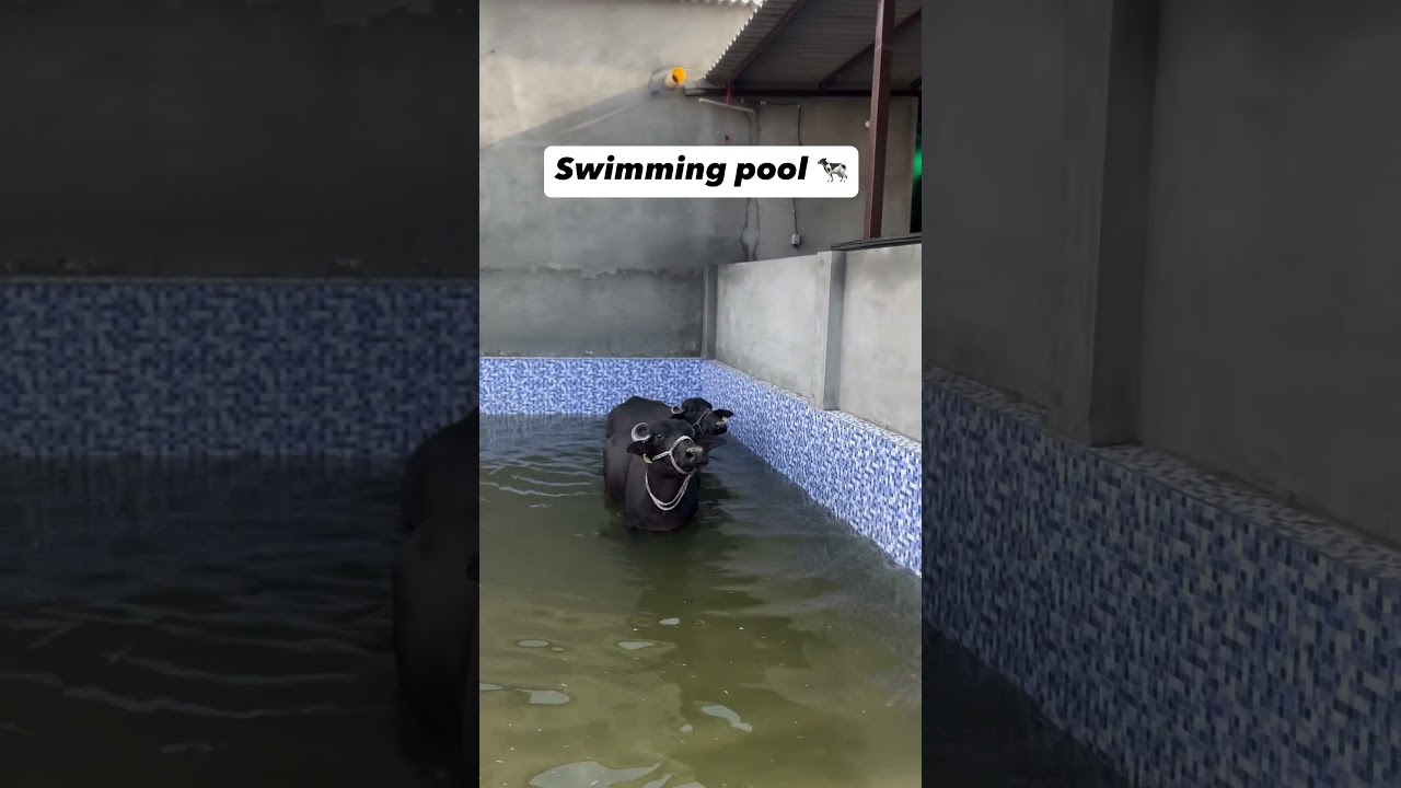 swimming pool of buffalo