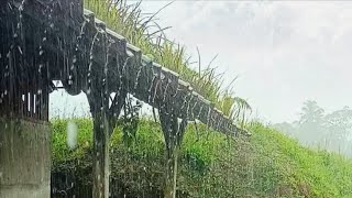 Je zult glimlachen en snel in slaap vallen 😴 Rustgevende regengeluiden voor een goed
