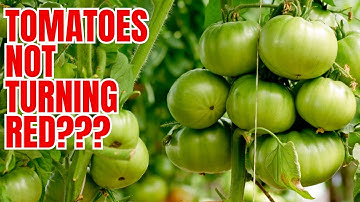 Hoe je groene tomaten aan de wijnstok in 3 dagen laat rijpen