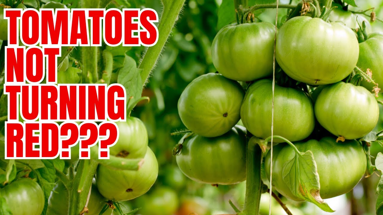 Как дозреть зеленые помидоры на лозе за 3 дня